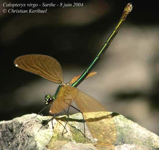 Caloptéryx vierge <em>Calopteryx virgo </em>- Tous droits réservés 