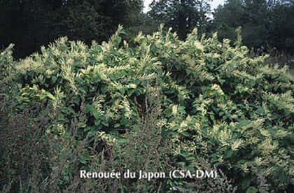 <br />Renouée du Japon &copy; CSA DM Reproduction interdite sans autorisation de l'auteur