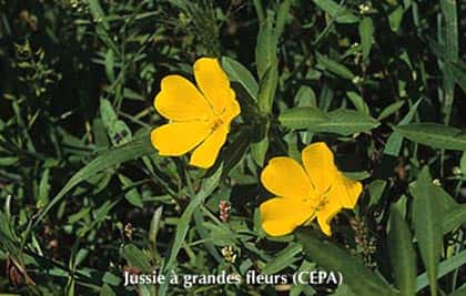 <br />Jussie à grandes fleurs &copy; CEPA Reproduction interdite sans autorisation de l'auteur