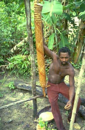 Expression du manioc dans une couleuvre (vannerie) pour en retirer les toxines. Village de Banafokondre, pays Saramaka, Suriname (1984-1986). © IRD, Michel Sauvain, tous droits de reproduction interdits
