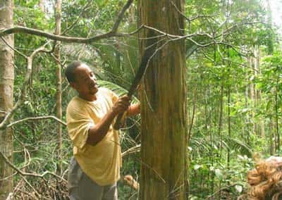 En forêt, à Saül (Guyane), prélèvement d'écorce deMaria congo(Geissospermum sp.). Cette écorce amère jouit, dans toute la Guyane, d'une très bonne réputation contre le paludisme. © IRD, Geneviève Bourdy, tous droits de reproduction interdits
