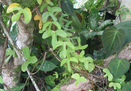 <em>Aristolochia trilobata</em> est une espèce utilisée en Guyane dans les préparations préventives du paludisme (les « amers »). © IRD, Geneviève Bourdy, tous droits de reproduction interdits