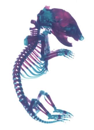 Squelette d'une souris<br />&copy; Françoise Gofflot, Natalia Cabrera, UCL
