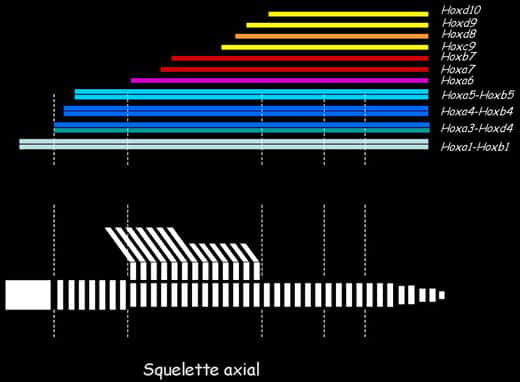 Code homéotique : un schéma de la colonne vertébrale est représenté en parallèle de rectangles colorés figurant l'étendue de l'expression de gènes Hox<br />&copy; Sophie Remacle, UCL