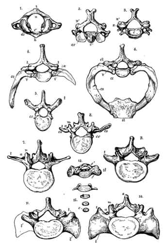 Variations sur le thème des vertèbres…&copy; Schafer, E.A., Symington, J. and T.H. Bryce, Eds. Quain's Anatomy, 11th Ed., vol. IV, Pt. I: Osteology and Arthrology. Longman, Green, and Co., London, 1915. 