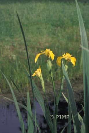 Iris faux . © Parc Interrégional du Marais Poitevin Tous droits de reproduction interdit 