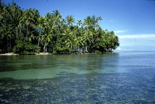 <br />Récif Polynésie <br />&copy; Catherine Gabrié WWF -  Tous droits de reproduction interdit 