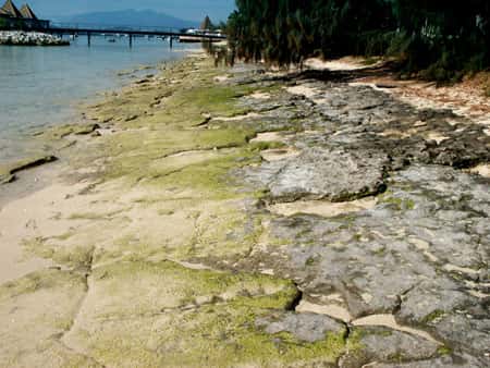 <br />Grès de plage à l'îlot Maître dans le lagon calédonien. <br />&copy; Jean-Michel Lebigre -  Tous droits de reproduction interdit 