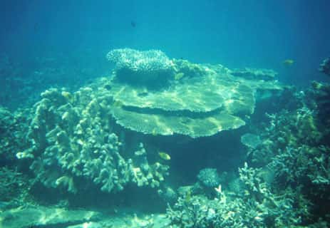 <br />Fond marin Polynésie <br />&copy; Catherine Gabrié WWF -  Tous droits de reproduction interdit