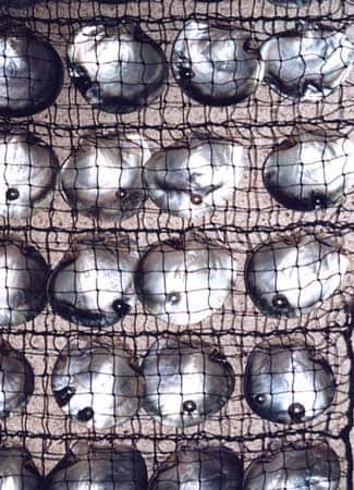 Coquilles de <em>P. margaritifera</em> avec des <em>mabe</em>. © Ifremer, tous droits de reproduction interdits