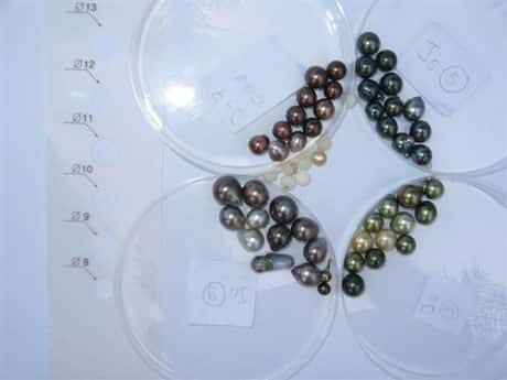 Perles. © Ifremer, tous droits de reproduction interdits
