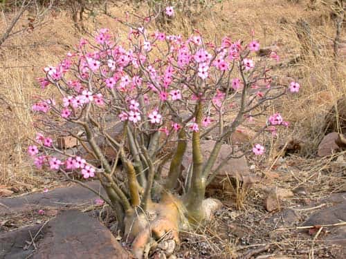 <br />Apocynaceae - <em>Adenium obesum</em> Roem & Schult - "Baobab du chacal", caractéristique des zones sèches d'Afrique de l'Ouest, Koundian, Kéniéba (Mali)<br />&copy; Photo Philippe Birnbaum, 2004 - Tous droits de reproduction réservés<br />
