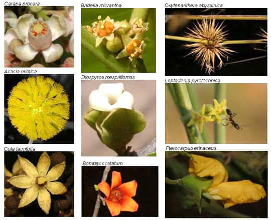 <br />La fleur,  le premier organe de mobilité des plantes<br />&copy; Photo Philippe Birnbaum - Tous droits de reproduction réservés 