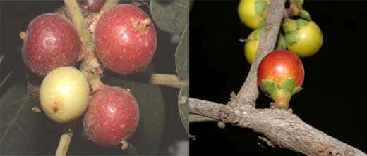 <br /><em>Ficus sp</em> à gauche et <em>Diospyros ferrea</em> à droite  - Le fruit, le deuxième organe de mobilité des plantes (vecteur = animaux)<br />&copy;  Photo Philippe Birnbaum - Tous droits de reproduction réservés 