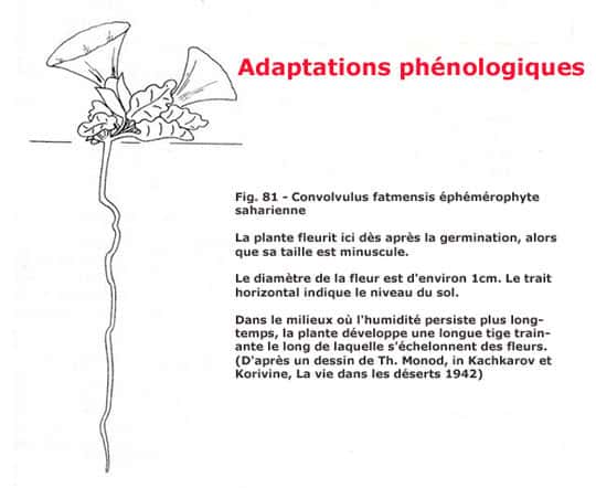 <br />&copy; Raynal-Roques - La botanique redécouverte - Belin-Editions INRA, 1994<br />Tous droits de reproduction réservés