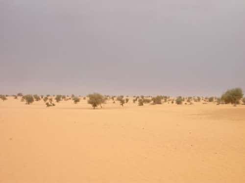 <br />La désertification: une perturbation ou une adaptation de la végétation au climat ? (Bamba, Mali - 2004)<br />&copy; Photo Philippe Birnbaum  -  Tous droits de reproduction réservés 