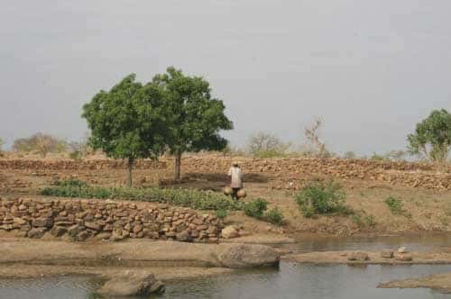 Vers une gestion écologique des forêts sèches au Mali