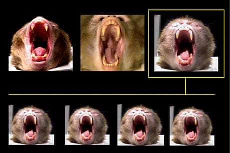Ces photos montrent la variation de la longueur des canines d'un macaque et de son statut de dominant… donc de grand bâilleur. © Olivier Walusinski, tous droits réservés
