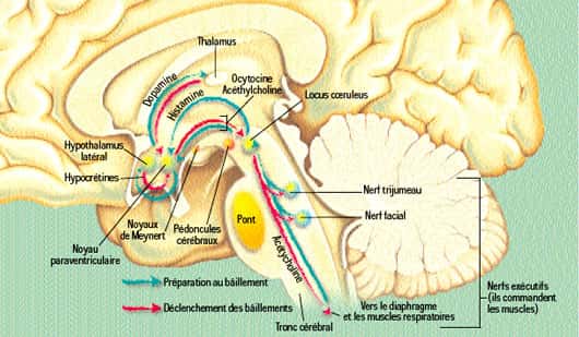 Le bâillement met en jeu divers mécanismes, dont certains sont élucidés : quand on est fatigué, le tonus des masséters, les muscles de la mastication, et des muscles de la nuque se relâchent. Une boucle réflexe transmet cette information aux noyaux du nerf trijumeau et du nerf facial, qui, en retour, déclenchent la contraction de ces muscles ; cette information est aussi transmise à d'autres aires cérébrales qui participent au déroulement du bâillement et au locus coeruleus. Cette structure, impliquée dans le mécanisme de l'éveil, transmet l'information au noyau paraventriculaire et au thalamus. Une cascade de neuromédiateurs assure la transmission de ces informations : l'histamine, la dopamine, l'ocytocine et notamment l'acétylcholine. © DP