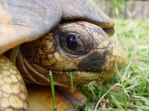 La tortue étoilée, un animal pacifique. © Philippe Mespoulhé - Tous droits de reproduction interdit