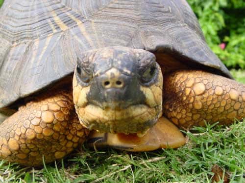 La tortue fait partie de la famille des reptiles. © Philippe Mespoulhé - Tous droits de reproduction interdit 