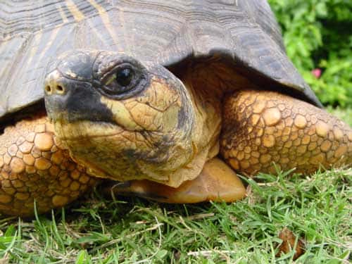 La tortue est munie d'un bec corné. © Philippe Mespoulhé - Tous droits de reproduction interdit