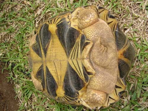 Toutes les tortues sont ovipares. © Philippe Mespoulhé - Tous droits de reproduction interdit