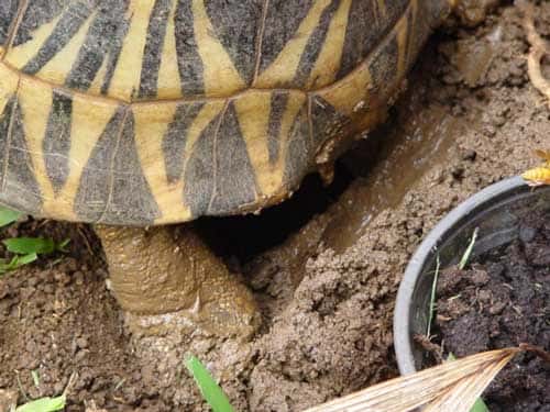 Les pattes arrière des tortues leur servent pour creuser et déposer leurs œufs. © Philippe Mespoulhé - Tous droits de reproduction interdit 