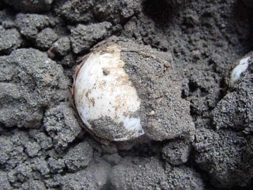 La femelle dépose ses œufs dans un trou qu'elle a elle-même creusé assez profondément. © Philippe Mespoulhé - Tous droits de reproduction interdit