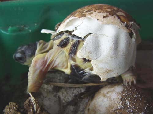 Plusieurs mois d'incubation des œufs avant l'apparition des bébés tortue. © Philippe Mespoulhé - Tous droits de reproduction interdit. 