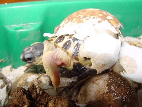 Après la ponte, les tortues <em>Astrochelys radiata</em> ne s'occupent ni de leurs œufs ni de leurs futurs bébés. © Philippe Mespoulhé - Tous droits de reproduction interdit 