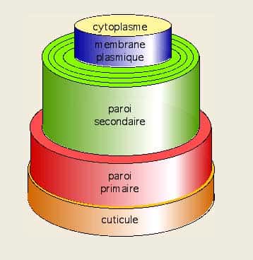 Structure du poil de coton. &copy; B.Media 