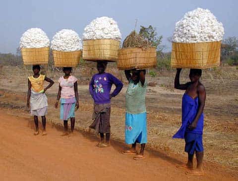 Transport du coton récolté   &copy; abc Burkina 
