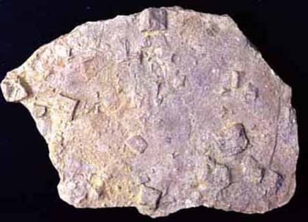 Pseudomorphose de cristaux de sel (cubiques) par du sédiment - calcaire.