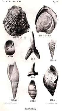 Fossiles de l'éocène du Bassin de Paris, Furon et Soyer, 1947.