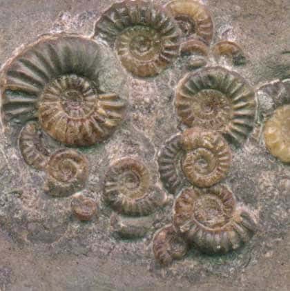Ammonites.