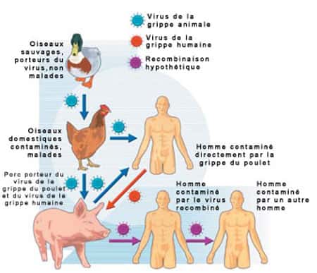 <br />Circuit de la contamination - Le virus de la grippe aviaire peut contaminer l'homme soit en transitant par le porc soit directement en passant du poulet à l'homme (circuit bleu) comme cela s'est produit aux Pays-Bas et cet hiver dans une dizaine de pays asiatiques. Mais les responsables de la santé craignent que ce virus ne rencontre celui de la grippe humaine dans un porc qui servirait alors de creuset. Les deux virus pourraient s'y recombiner et donner naissance à un redoutable virus humanisé (circuit violet) qui se propagerait rapidement d'homme à homme et pour lequel il n'existerait pas de vaccin.&copy; Schéma CNRS/B. Bourgeois - tous droits de reproduction interdit