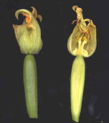 Jeunes fruits de courgette. Sur la coupe longitudinale, le jeune fruit apparaît se développer sous la fleur. Il est formé à partir d'un ovaire infère. © B.Media, DR