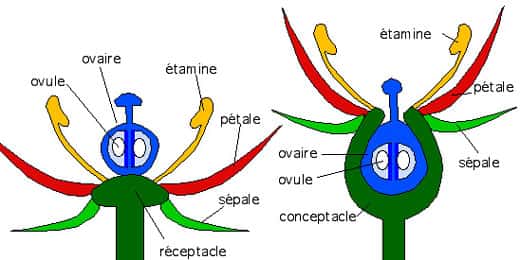 Schémas montrant la structure d'une fleur à ovaire supère (à gauche) et d'une fleur à ovaire infère (à droite). © B.Media, DR