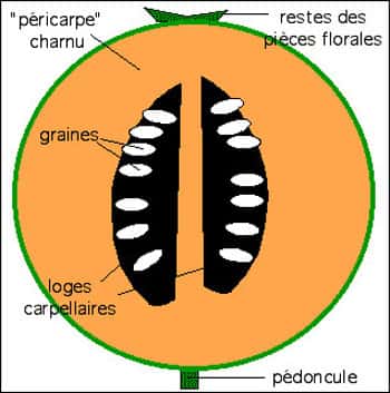 Schéma de la coupe longitudinale. Les graines sont situées à la périphérie de la cavité centrale mais leur position exacte est mal définie. © B.Media, DR