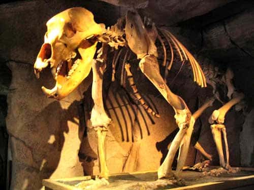 Squelette de l'ours des cavernes. © DR