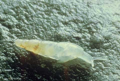 Ce mollusque gastéropode est un exemple d'animal troglophile. © DR