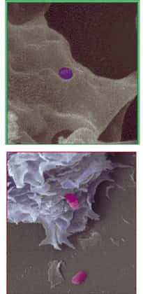 Invasion de macrophage (THP-1) par <em>B. suis</em> vue au microscope électronique à balayage. © Inserm 