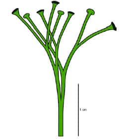 <br />Fig. 3  :<em>Cooksonia</em> Reconstitution de la partie aérienne de la plante. 