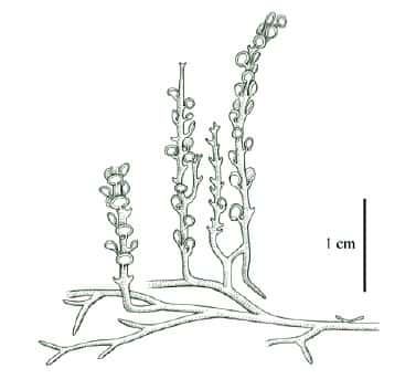 <br />Fig . 6 : <em>Zosterophyllum</em>. Reconstitution de la plante entière.  