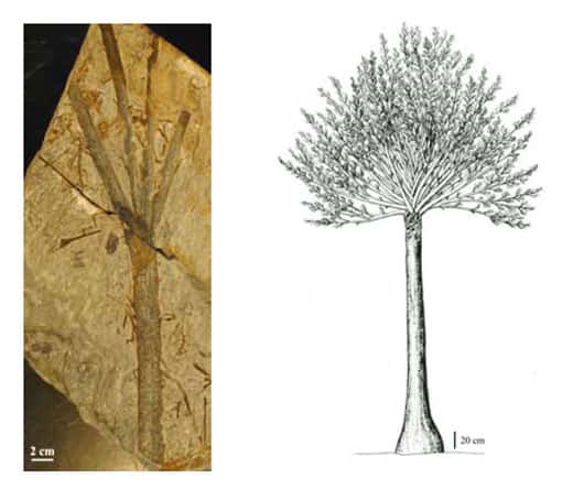<br />Fig. 13 à gauche : <em>Pseudosporochnus.</em> Une branche à ramification<br />digitée caractéristique. A droite  Fig. 14  :<em> Pseudosporochnus </em>Reconstitution du petit arbre. 