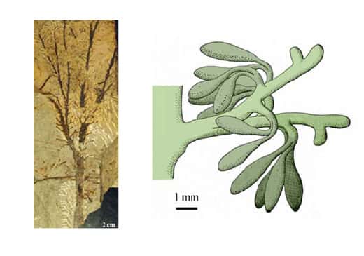 <br />Fig. 15 à gauche : <em>Calamophyton</em>. Axe ramifié couvert d'organes latéraux végétatifs. A droite  Fig. 16 : <em>Calamophyton</em> Reconstitution d'un organe latéral fertile 