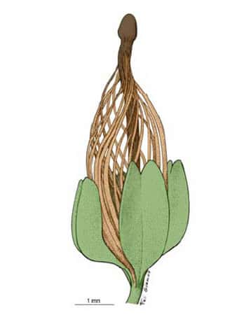 <br />Fig. 20 :  <em>Runcaria.</em> Un précurseur des plantes à graines.  