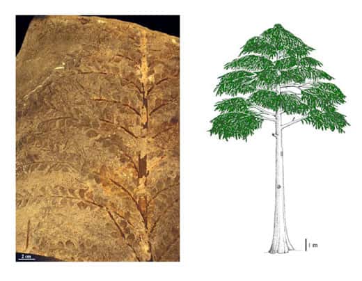 <br />Fig. 21 à gauche : <em>Archaeopteris.</em> Rameaux feuillés.  A droite  Fig. 22 :<em>Archaeopteris</em> 