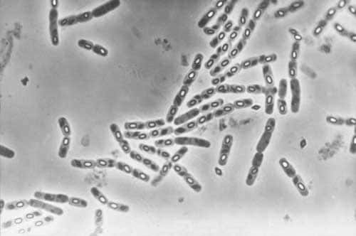 <br />Colonie de <em>Bacillus thuringiensis</em>, bactéries pathogènes pour les insectes.&copy;  Photo J. Niore/INRA. - Toute reproduction et exploitation interdites